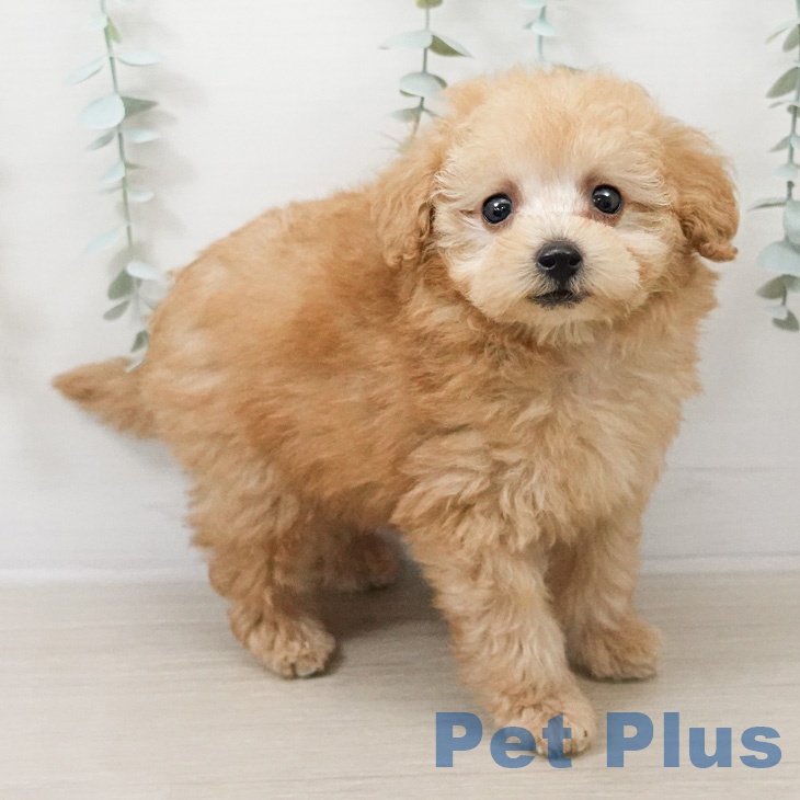 トイ・プードル