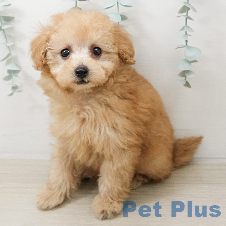 トイ・プードルの写真2