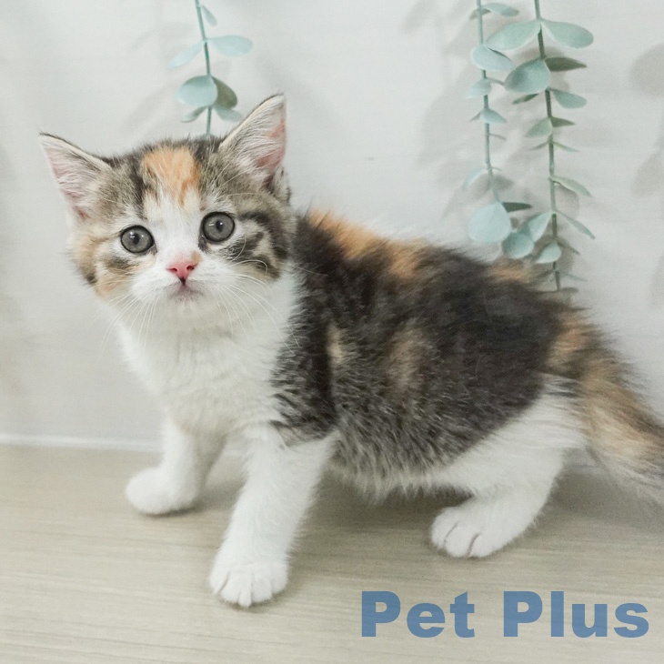 スコティッシュフォールドの写真2