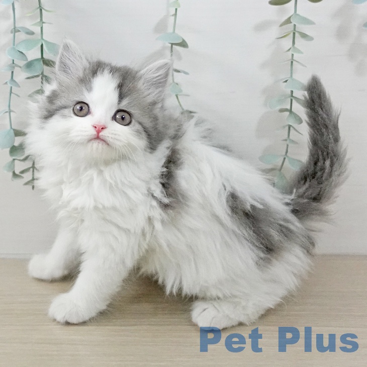 神奈川県のスコティッシュフォールド (ペットプラス モザイクモール港北店/2026年2月17日生まれ/女の子/ブルータビーホワイト)の子猫の1枚目の画像