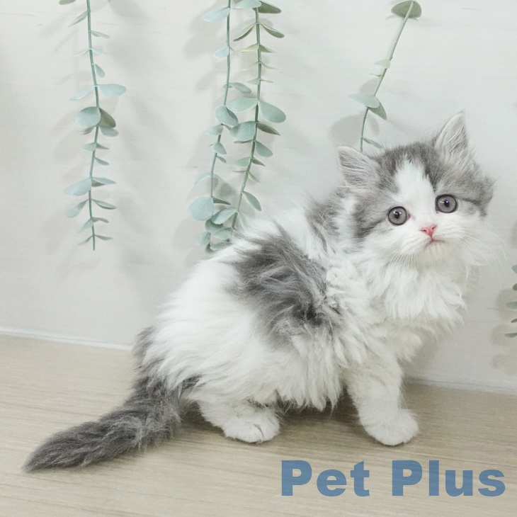 神奈川県のスコティッシュフォールド (ペットプラス モザイクモール港北店/2026年2月17日生まれ/女の子/ブルータビーホワイト)の子猫の2枚目の画像