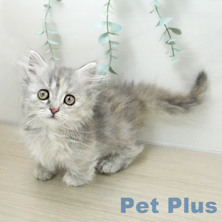 マンチカンの写真2