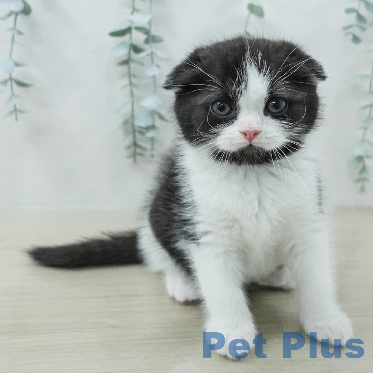 スコティッシュフォールド