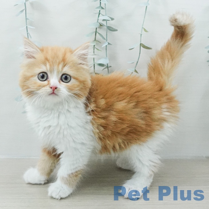 スコティッシュフォールド