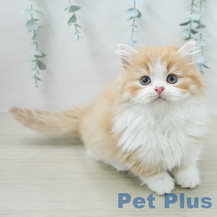 神奈川県のマンチカン (ペットプラス テラスモール湘南店/2026年2月18日生まれ/男の子/レッドタビーホワイト)の子猫の1枚目の画像
