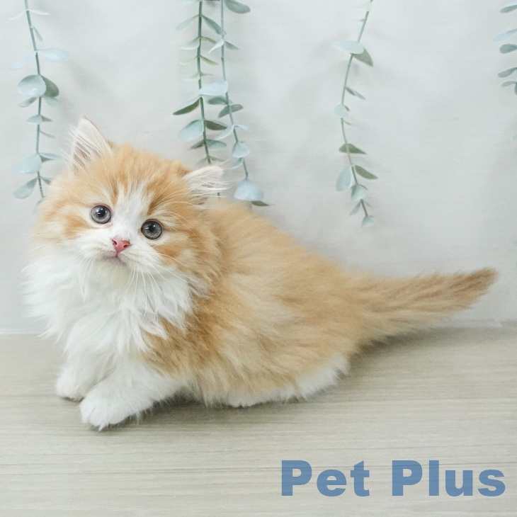 神奈川県のマンチカン (ペットプラス テラスモール湘南店/2026年2月18日生まれ/男の子/レッドタビーホワイト)の子猫の2枚目の画像