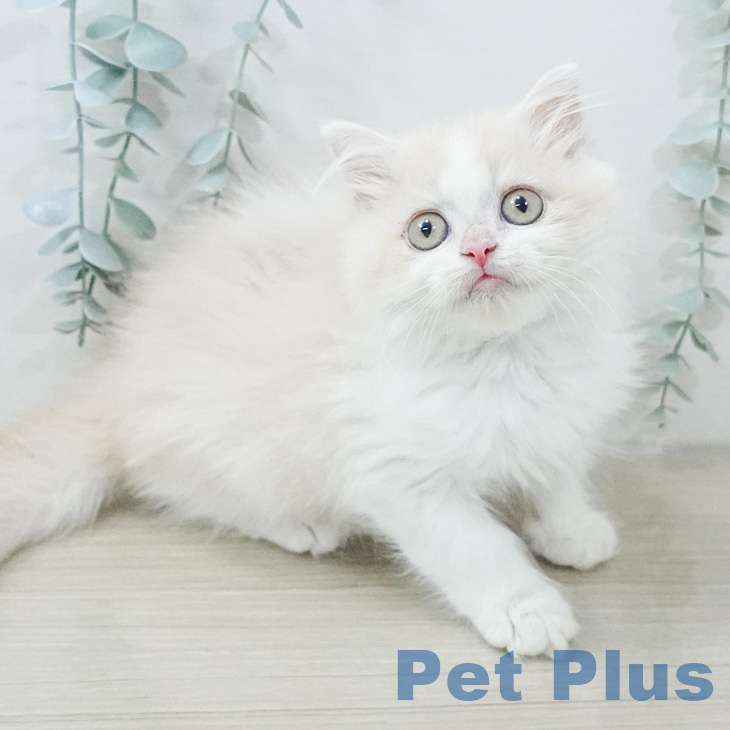 ミヌエットの写真2