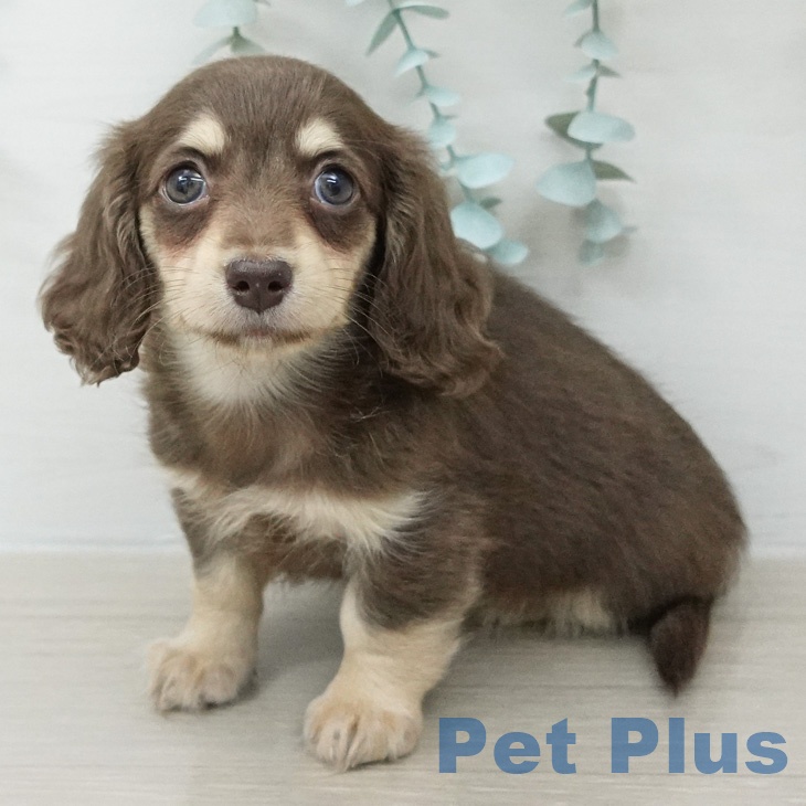 ミニチュア・ダックスフンド