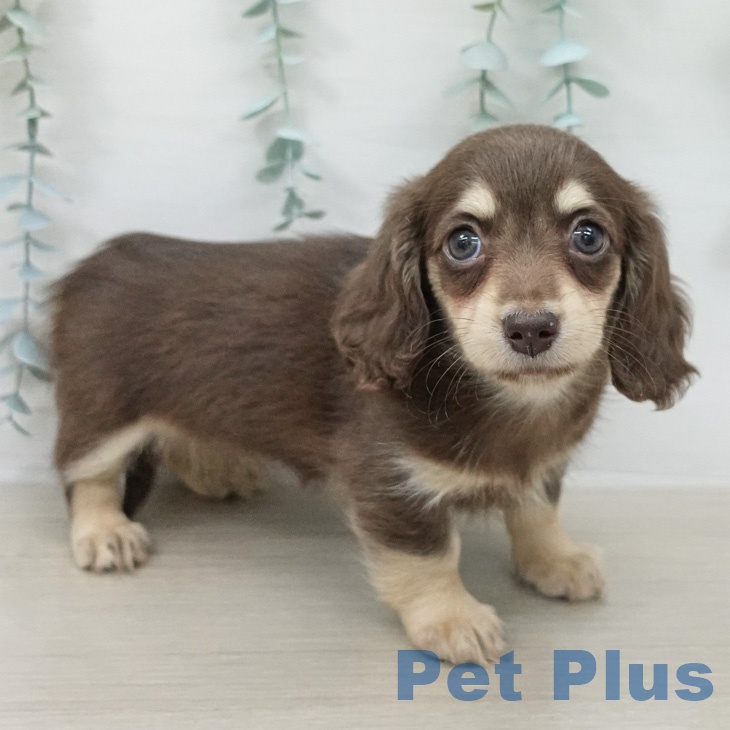 ミニチュア・ダックスフンドの写真2