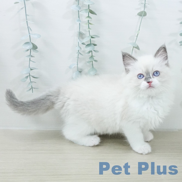 ラグドールの写真2