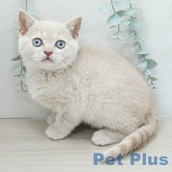 ブリティッシュショートヘア