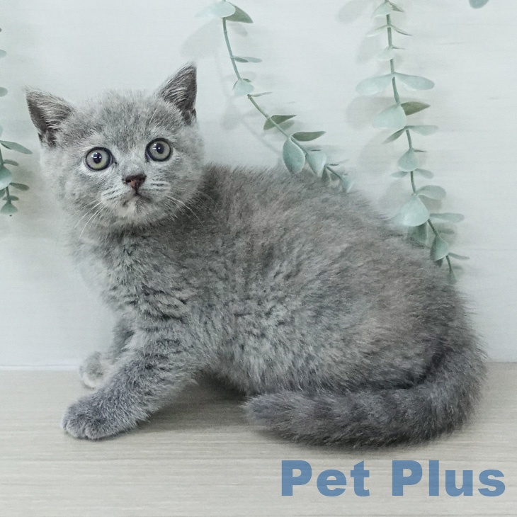 ブリティッシュショートヘア