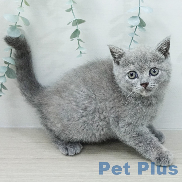 ブリティッシュショートヘアの写真2