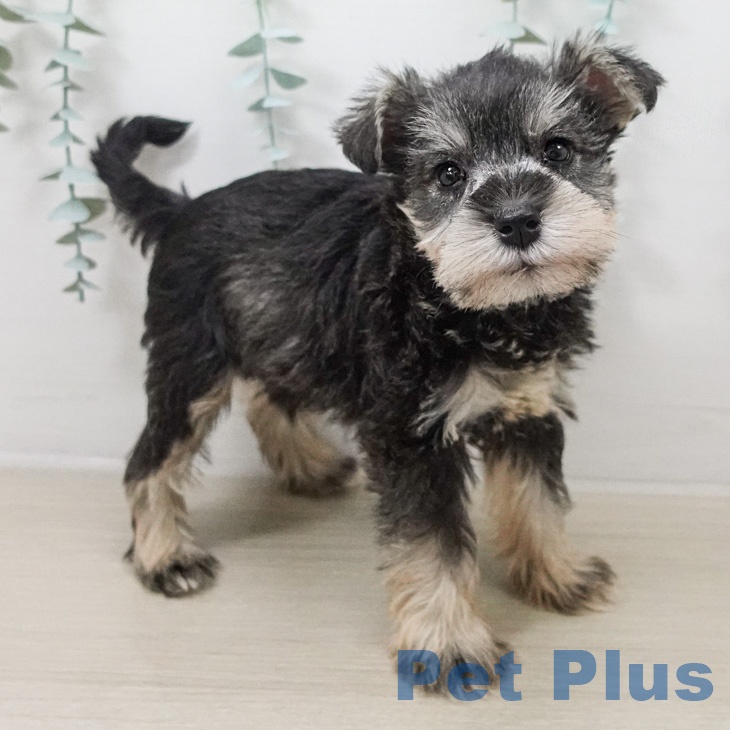 ミニチュア・シュナウザー