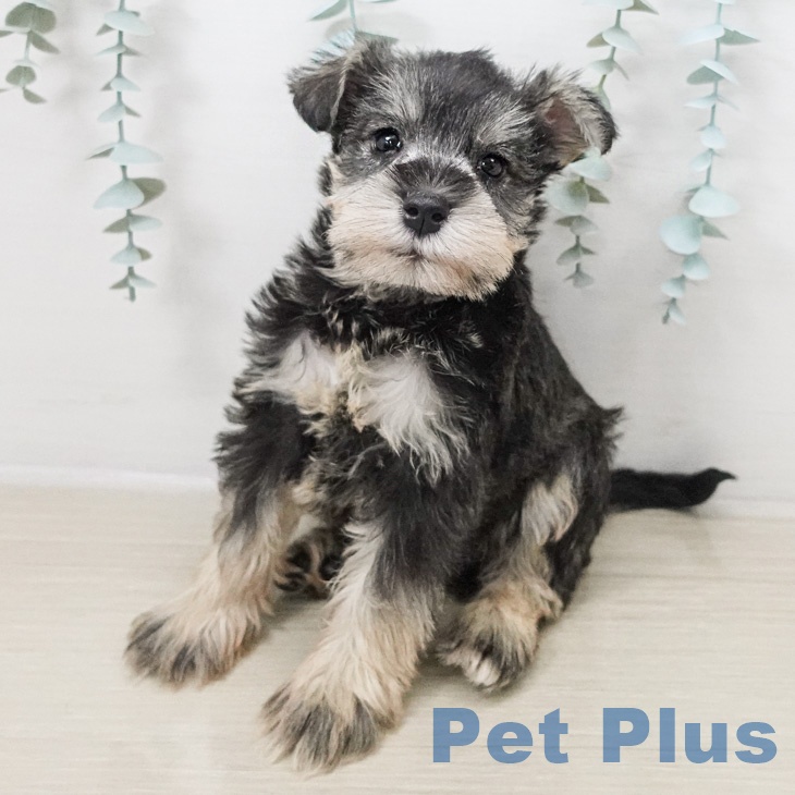 ミニチュア・シュナウザーの写真2