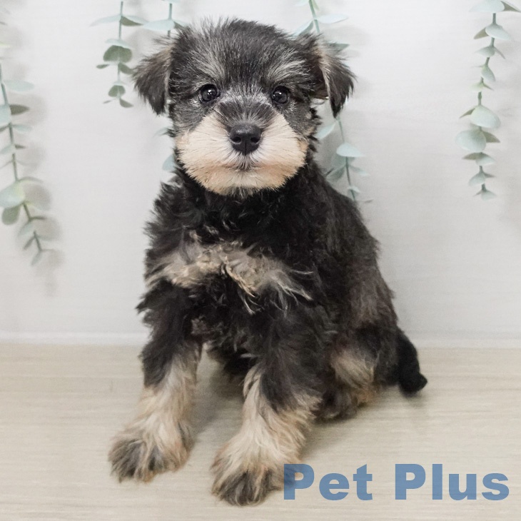 宮城県のミニチュアシュナウザー (ペットプラス 名取店/2026年2月19日生まれ/男の子/ソルトペッパー)の子犬の1枚目の画像