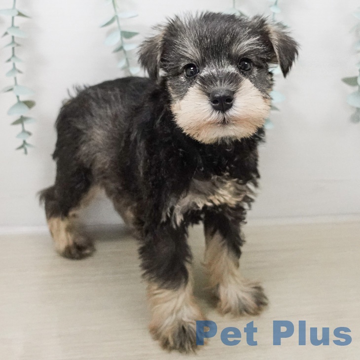 宮城県のミニチュアシュナウザー (ペットプラス 名取店/2026年2月19日生まれ/男の子/ソルトペッパー)の子犬の2枚目の画像