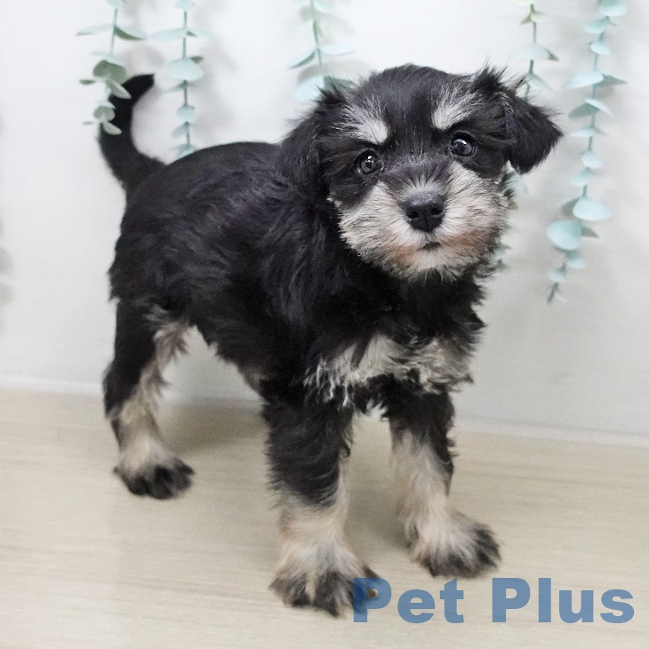 ミニチュア・シュナウザーの写真2