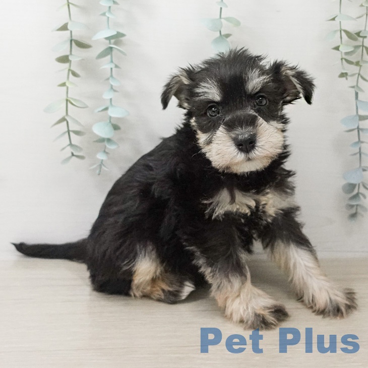 ミニチュア・シュナウザーの写真2