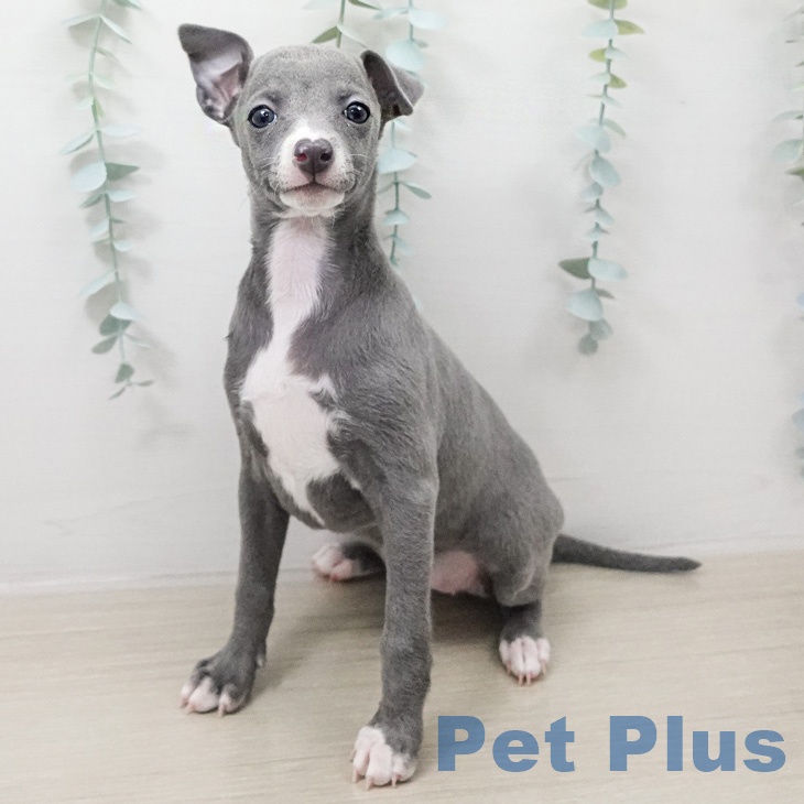 イタリアン・グレーハウンド