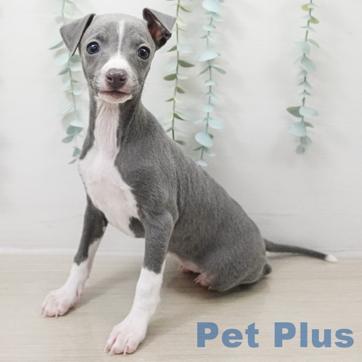 イタリアン・グレーハウンド