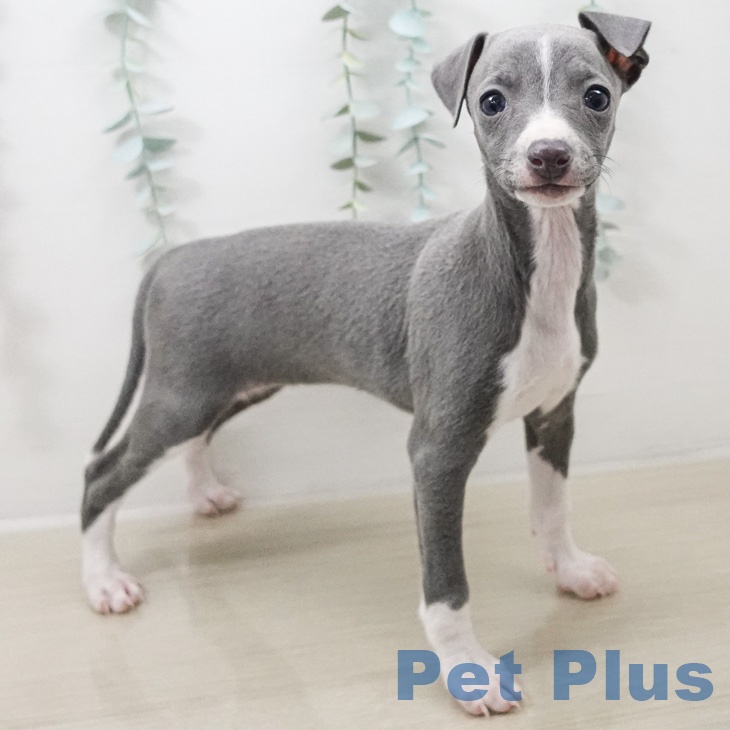 イタリアン・グレーハウンドの写真2