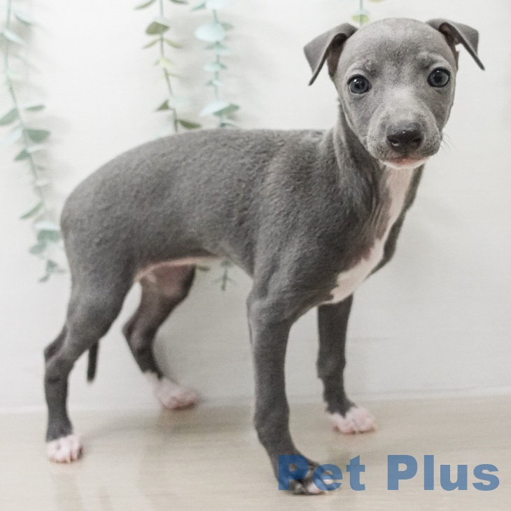 イタリアン・グレーハウンドの写真2