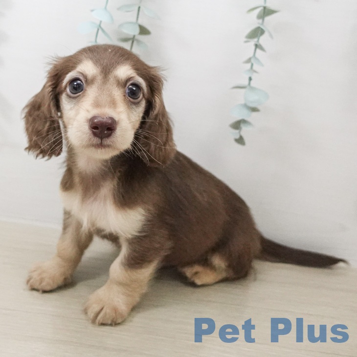 ミニチュア・ダックスフンド