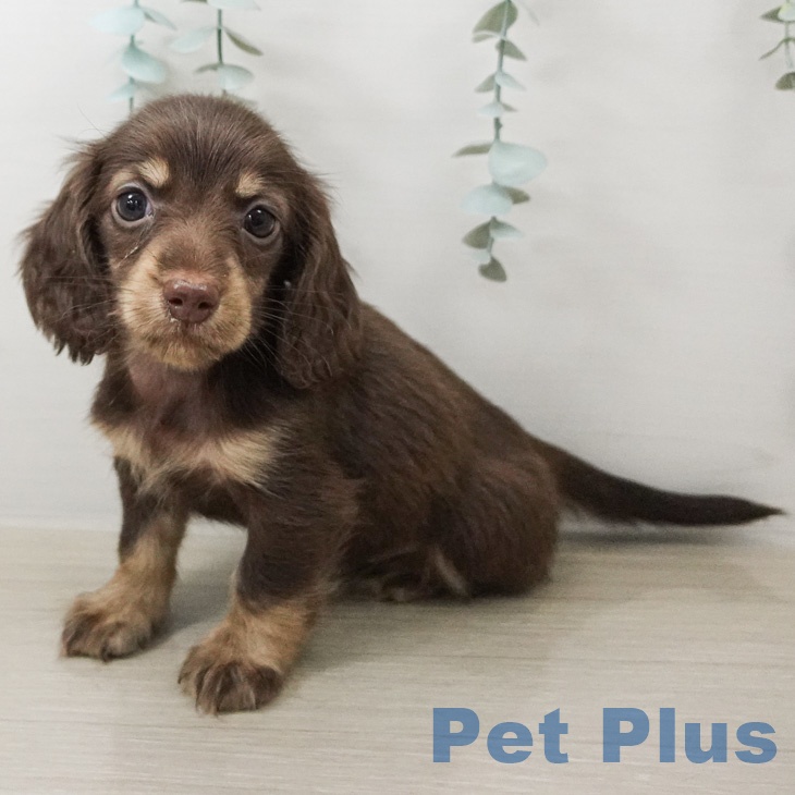 ミニチュア・ダックスフンド