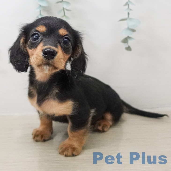 ミニチュア・ダックスフンド