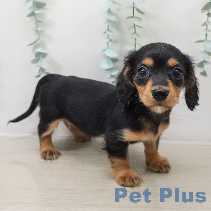 ミニチュア・ダックスフンドの写真2