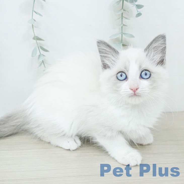 ラグドールの写真2