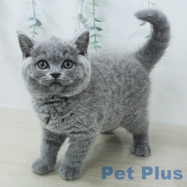 ブリティッシュショートヘアの写真2