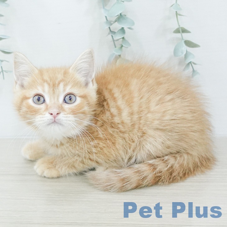 マンチカンの写真2