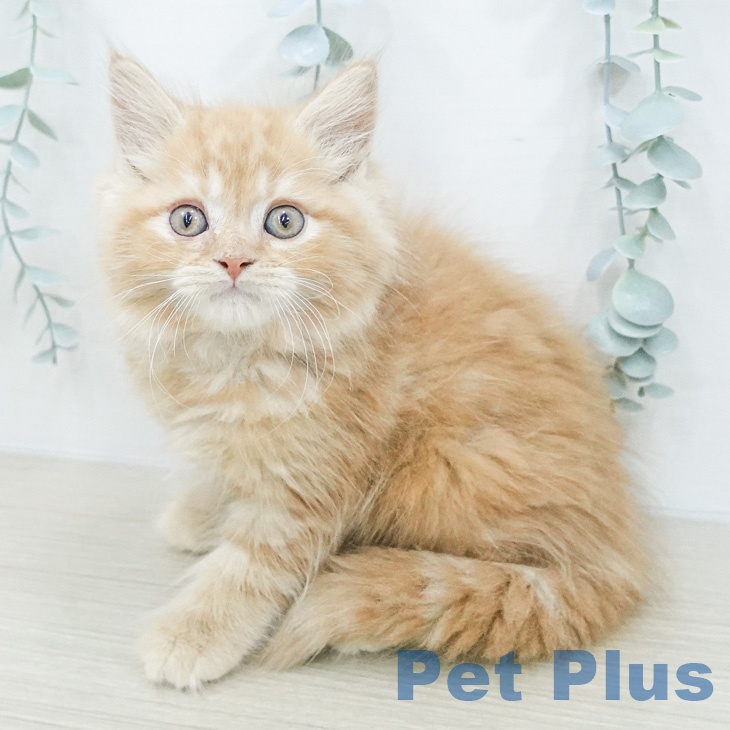 マンチカンの写真2