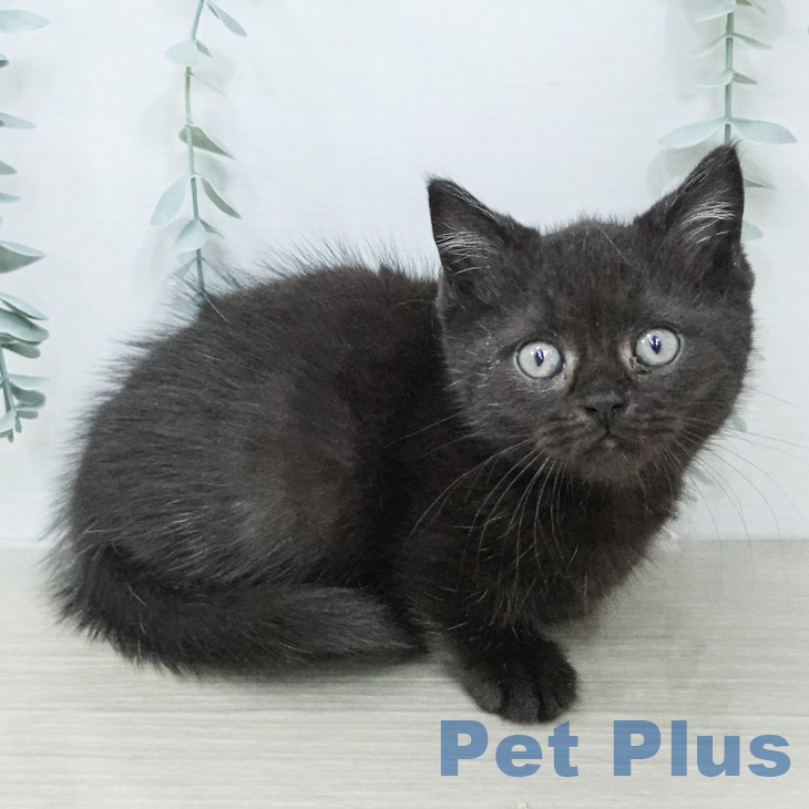 マンチカンの写真2