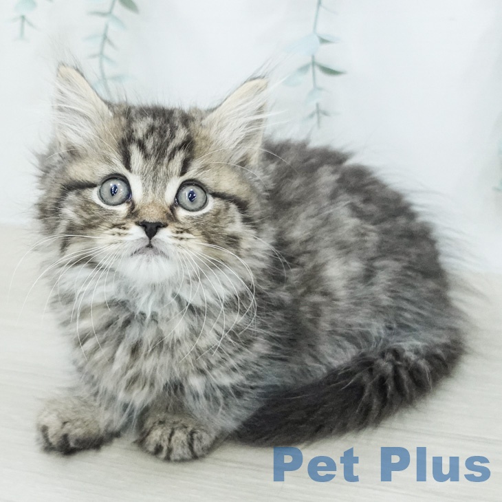 マンチカンの写真2