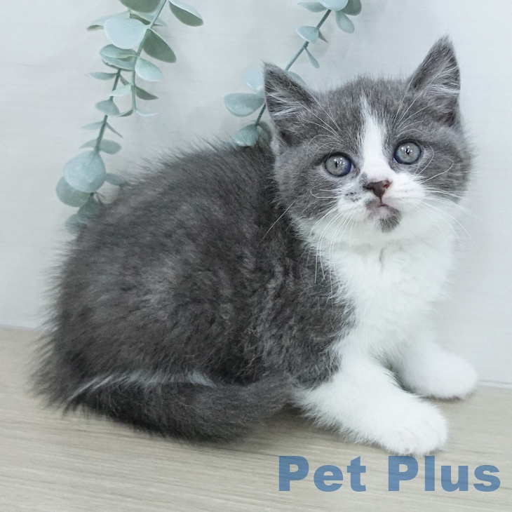 ブリティッシュショートヘア