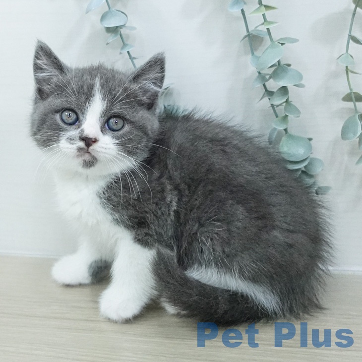 ブリティッシュショートヘアの写真2