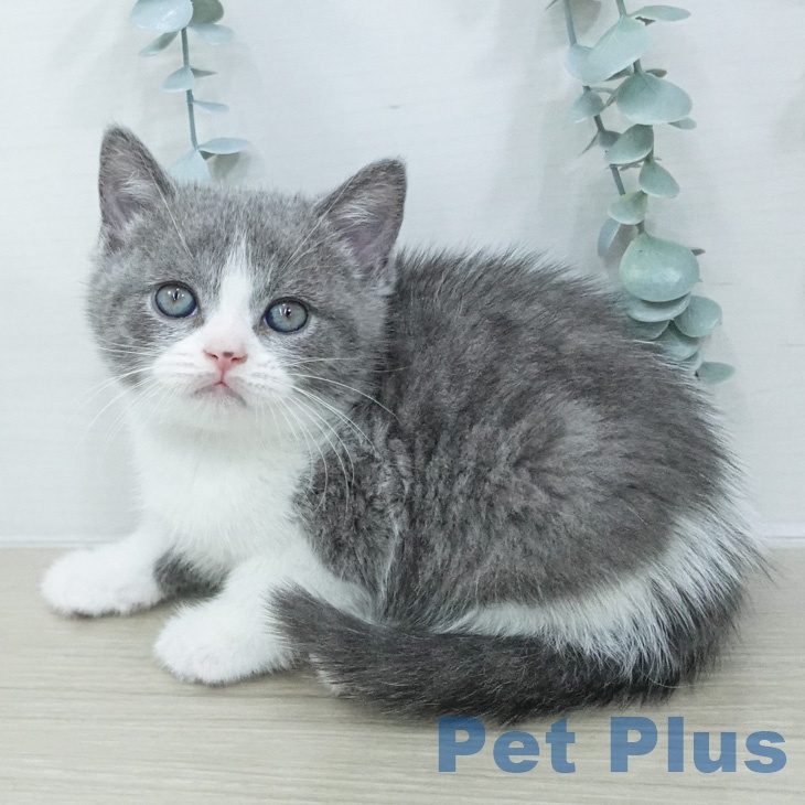 ブリティッシュショートヘア