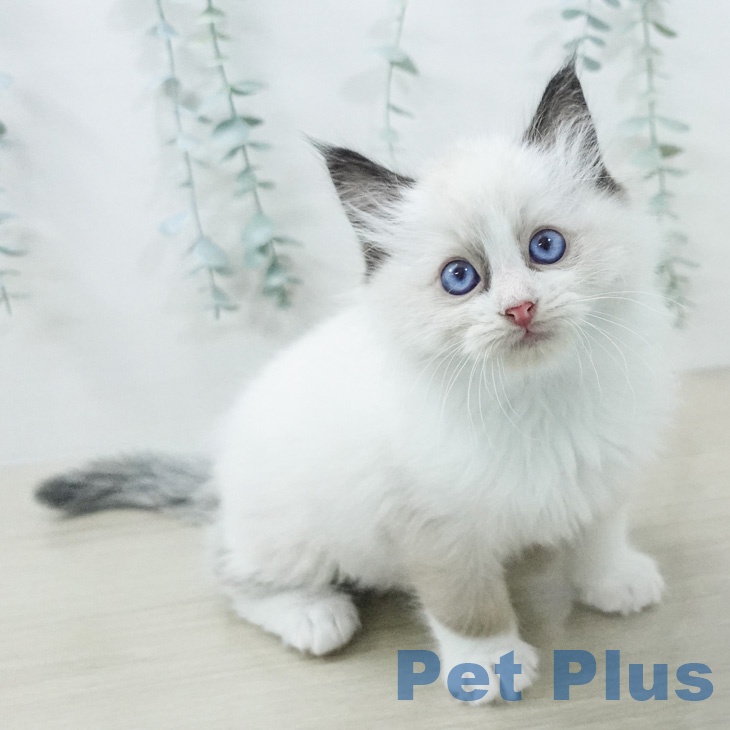 ラグドールの写真2