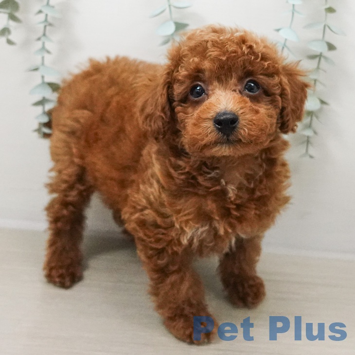 トイ・プードル