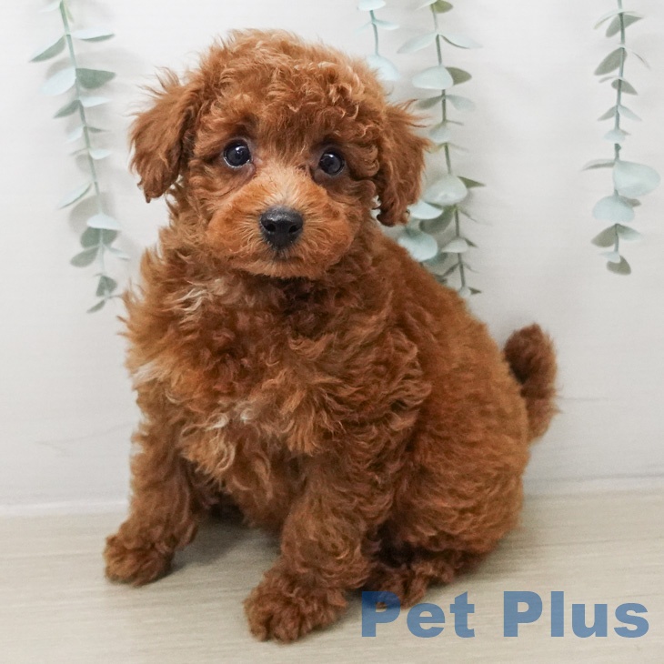 トイ・プードルの写真2