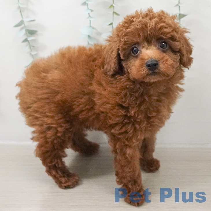 トイ・プードル