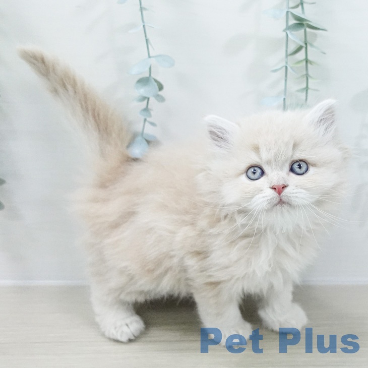 ミヌエットの写真2