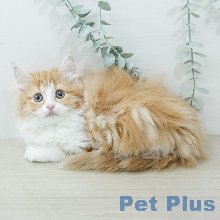 サイベリアンの写真2