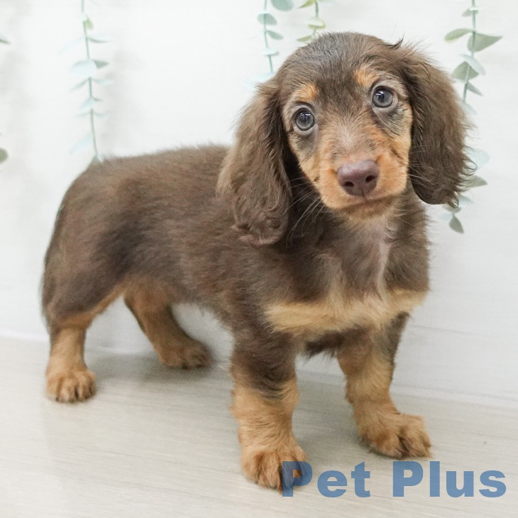 ミニチュア・ダックスフンド