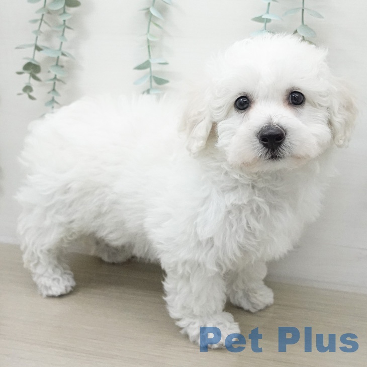 東京都のビションフリーゼ (ペットプラス MARK IS 葛飾かなまち店/2026年2月19日生まれ/女の子/ホワイト)の子犬の1枚目の画像