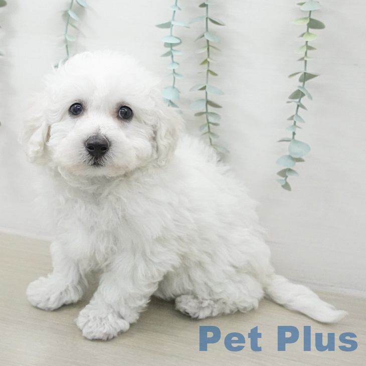 東京都のビションフリーゼ (ペットプラス MARK IS 葛飾かなまち店/2026年2月19日生まれ/女の子/ホワイト)の子犬の2枚目の画像