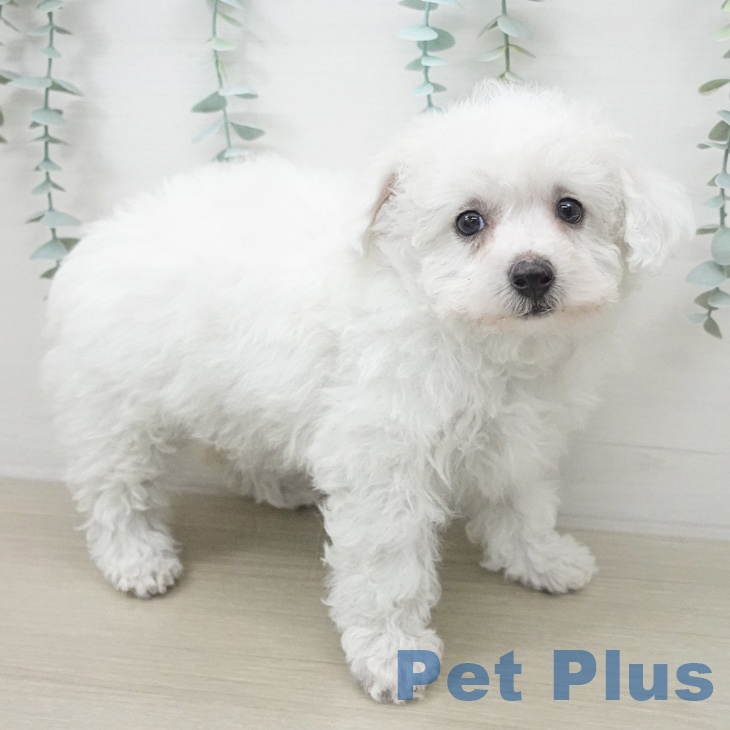 東京都のビションフリーゼ (ペットプラス 板橋店/2026年2月19日生まれ/女の子/ホワイト)の子犬の2枚目の画像